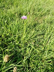 Centaurea fleischeri