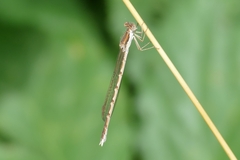 Sympecma fusca