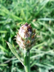 Centaurea fleischeri