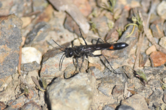 Ammophila