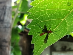 Ichneumonoidea