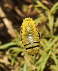 Xylocopa pubescens