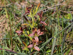 Wachendorfia multiflora