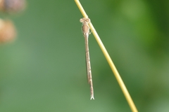 Sympecma fusca