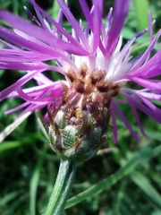 Centaurea fleischeri