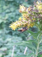 Phasia aurigera
