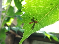 Ichneumonoidea
