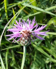 Centaurea fleischeri