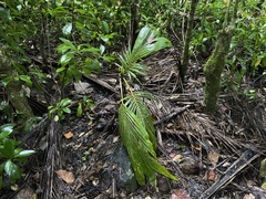 Arecaceae