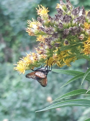 Phasia aurigera