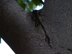 Brachychiton populneus