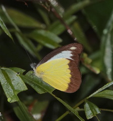 Appias lyncida