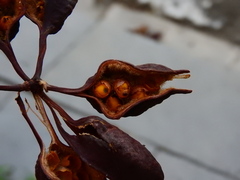 Brachychiton populneus