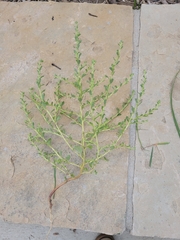 Amaranthus albus