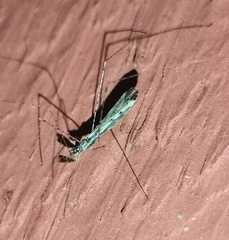 Empicoris vagabundus