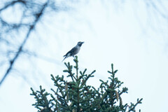 Nucifraga caryocatactes