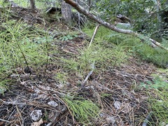 Equisetum arvense