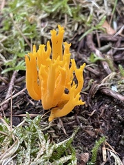 Calocera viscosa
