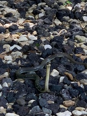 Coluber constrictor anthicus