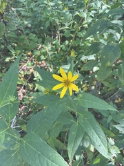 Helianthus microcephalus