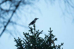 Nucifraga caryocatactes