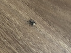 Phidippus