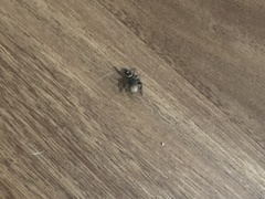 Phidippus