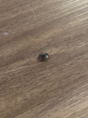 Phidippus