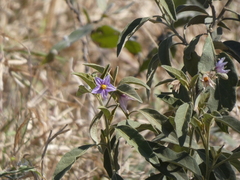 Solanum campylacanthum