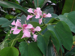 Bauhinia monandra