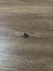 Phidippus