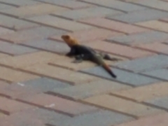 Agama picticauda
