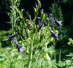 Delphinium glaucum