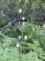 Lilium