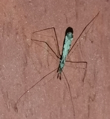 Empicoris vagabundus