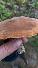 Polyporus