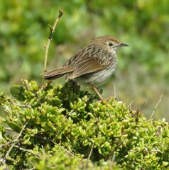 Cisticola subruficapilla