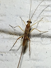 Braconidae