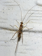 Braconidae