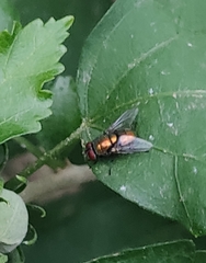 Lucilia