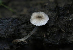 Pluteus hispidulus