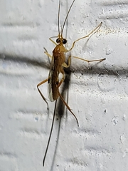 Braconidae
