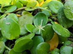 Limnobium laevigatum