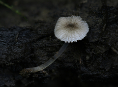 Pluteus hispidulus