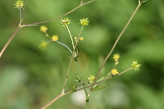 Ranunculus