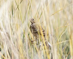 Emberiza hortulana
