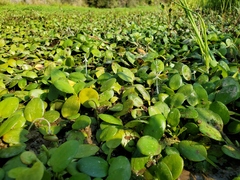 Limnobium laevigatum