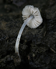 Pluteus hispidulus