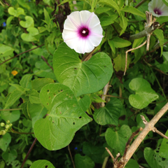 Ipomoea amnicola