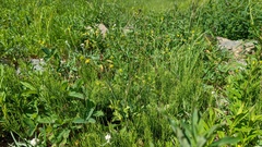 Ranunculus